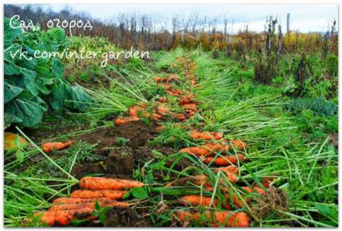 Посадка моркови в июне и не только должна производиться в заранее подготовленные грядки