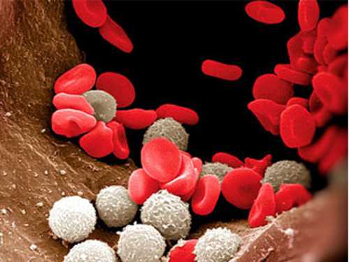 Как повысить уровень лейкоцитов в крови