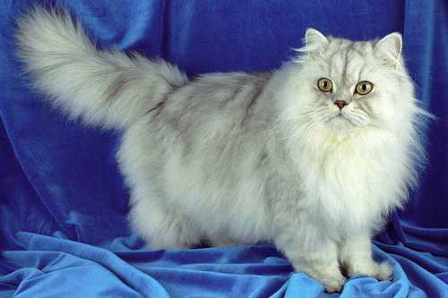 Темперамент у персидских кошек встречается разный, но агрессивных не бывает